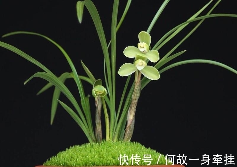 春兰老八种之首“宋梅”,花开梅瓣型,兰香醇正,是梅瓣兰之代表