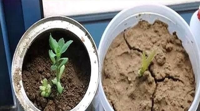 养花土“板结”,2种“水水”浇盆里,土壤疏松透气像“面包”