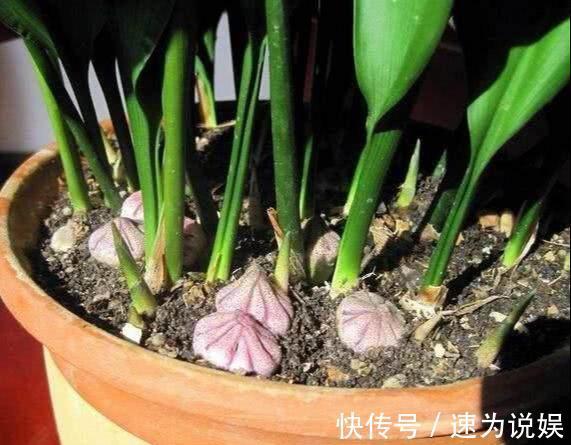 好看似兰花,比绿萝好养10倍,养盆一叶兰,年年挤爆盆