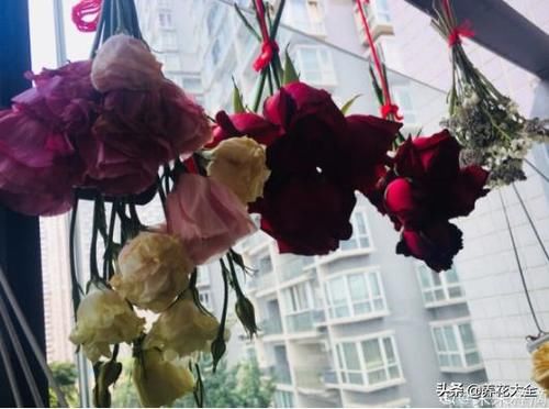 没有院子没有阳台，怎样才能“玩转”园艺？