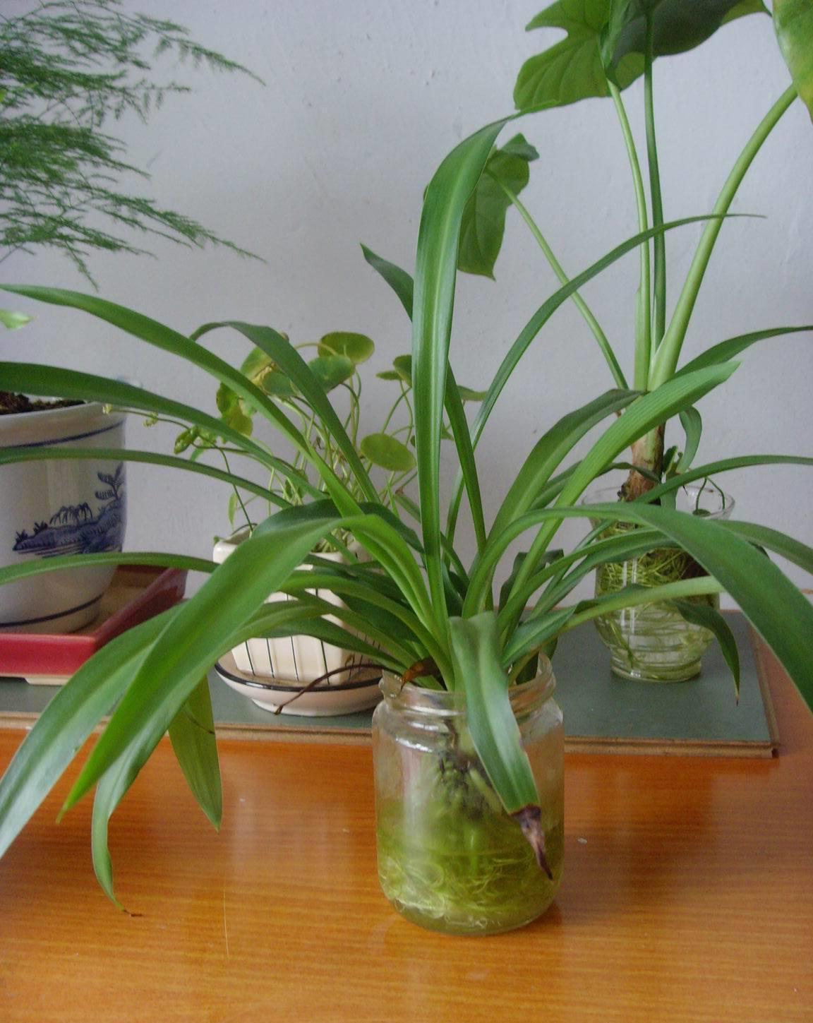 养花|养花试试这几款,花朵犹如流星雨划过的天空,绚烂而美丽