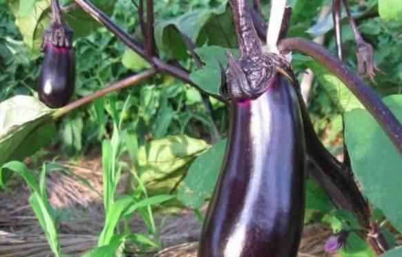 此物|吃完茄子一个小时内，不可碰此物，很多人不清楚，大家来了解下吧