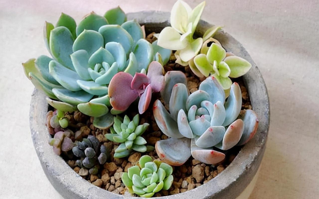 多肉常见3种季节病,养花大神有良方,新手拿好小本子