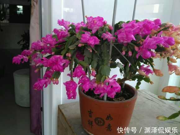 风信子|盛夏养花,就养这4款四季能开花,颜值高,又好养的花,懒人大爱