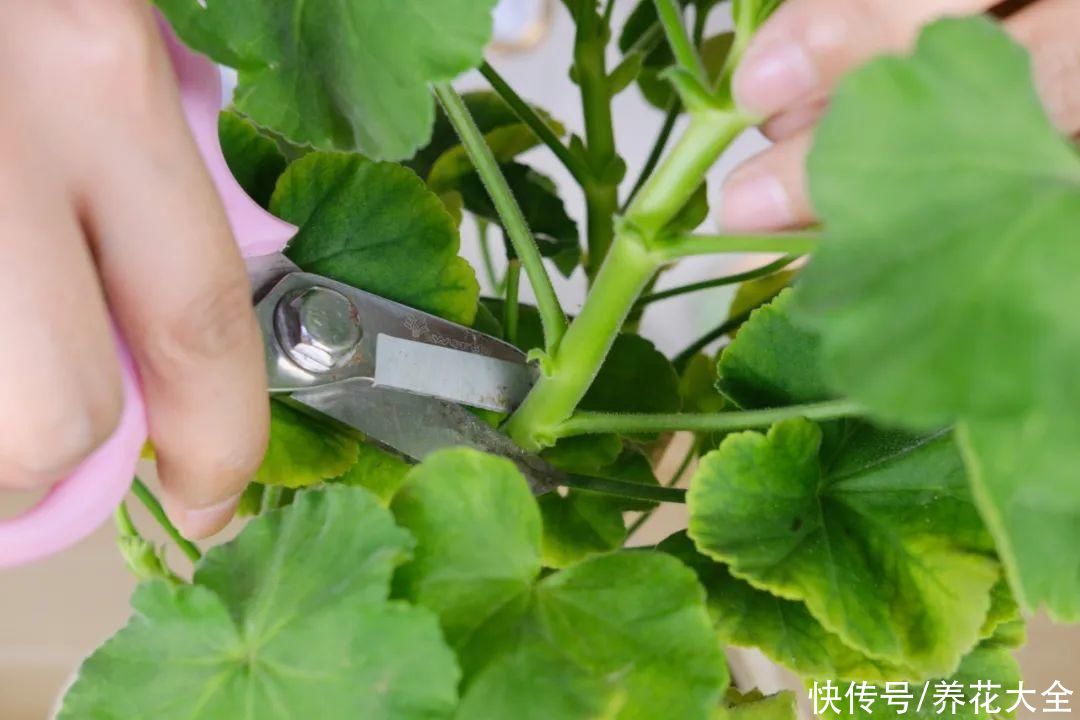 11种常见花，现在扦插，成活率特高