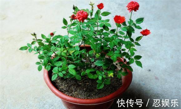 微型月季刚买回家，不会浇水，小心花苞掉光光，没花看！