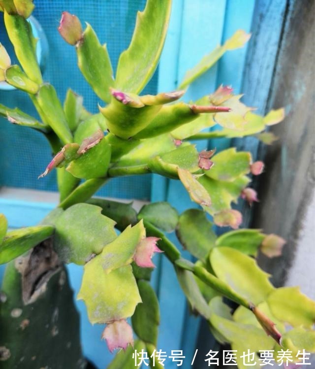 蟹爪兰生长期中的光照度最为重要，该需要什么程度的光照呢！