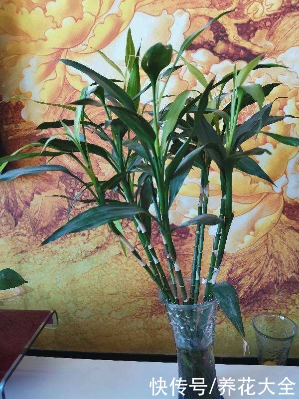 不能暴晒的花，现在赶紧挪个地儿，不然叶子全晒焦了