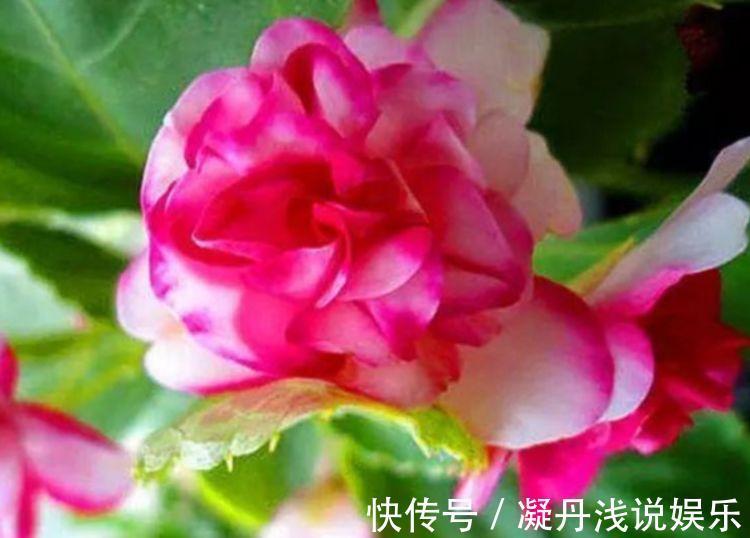 凤仙花|家里养此款花卉，便宜又好养，一盆千百朵，枝头花苞满