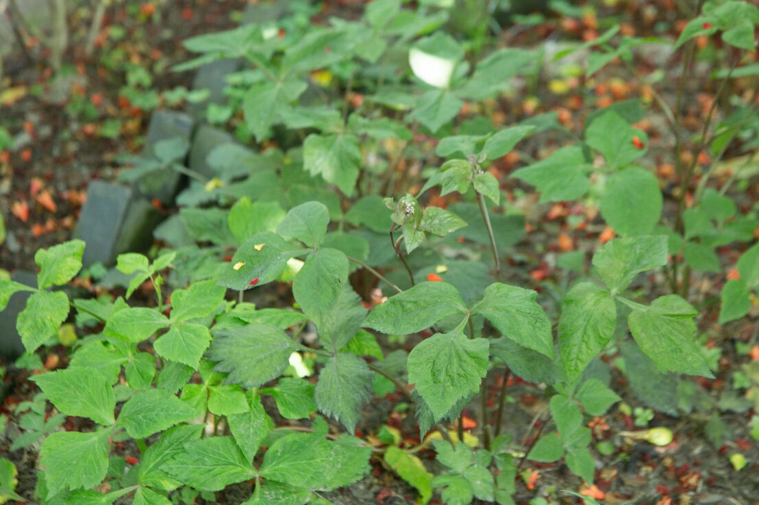 野菜|49种野菜大图片，带你见识不同的野菜和吃法，你想要的野菜这里有