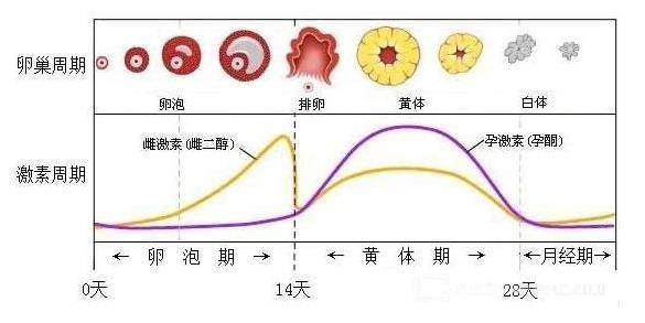  夜班|一个夜班3个黄体破裂！医生无奈：同房不是“打桩”，别太拼了