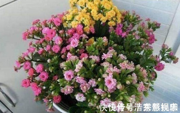 君子兰|君子兰、长寿花、蟹爪兰总不开花,可能盆里缺点它,加一点就开花