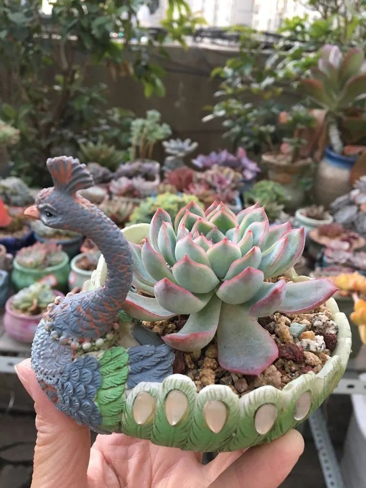 置身于美丽的多肉花园,我就是那快乐无比的多肉园丁!