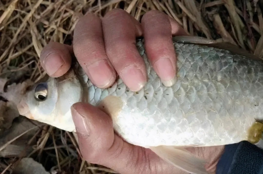 鲫鱼|大鲫鱼怎么也不上钩?那是你没用这3招,现在试用,不信你不服