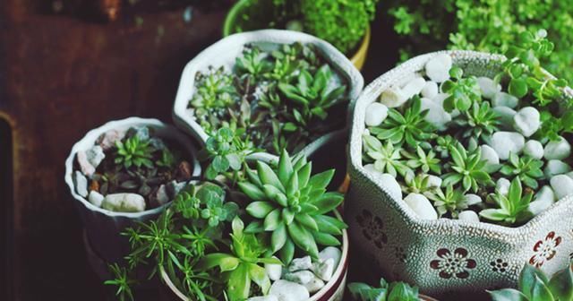 三个小方法，让你在五秒内迅速判断出花草是否需要浇水了