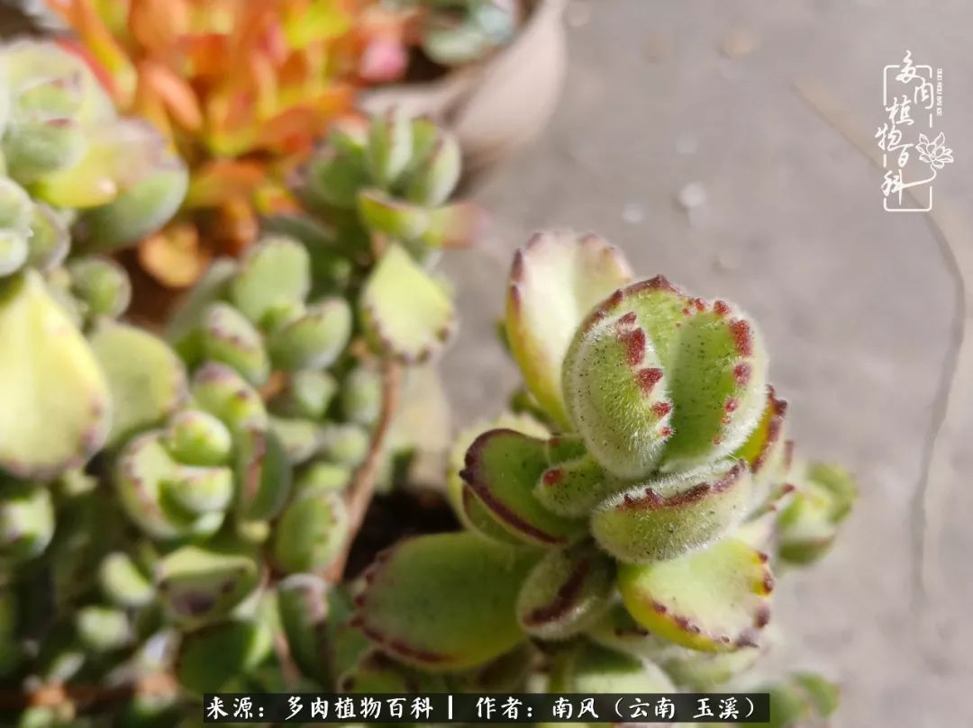 从小喜欢绿植，后来遇见多肉，情不知所起，那就再接再厉！