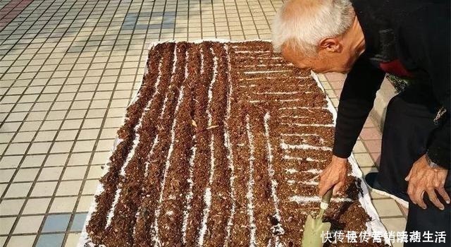 旧土|家里花卉换盆，剩下“旧土”怎么办老花匠“这么”处理更肥沃！