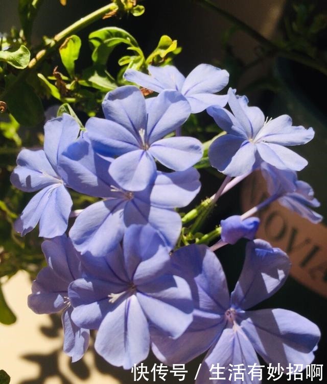 4种花,尽量不要在春天买,养不活还浪费钱!