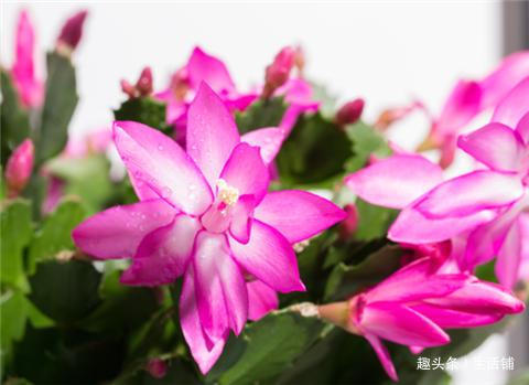 养蟹爪兰掌握小技巧,叶子肥厚长满盆,花骨朵呼呼冒!