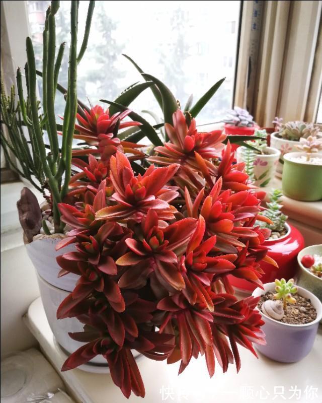 6种多肉不怕冻,越冷越好看,冻成“美肉”,冬天不养真亏