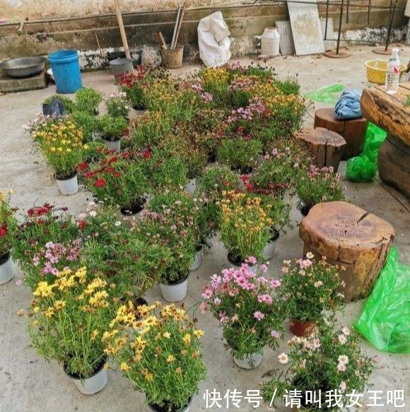 花了110块钱,买了100盆残花。捡便宜特开心,拿回家崩溃了!