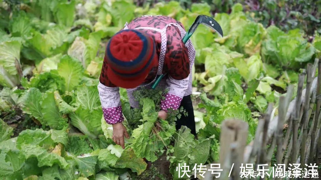 在乡下改造一个小院,种菜养花天天都是乡村田园梦,生活如此惬意