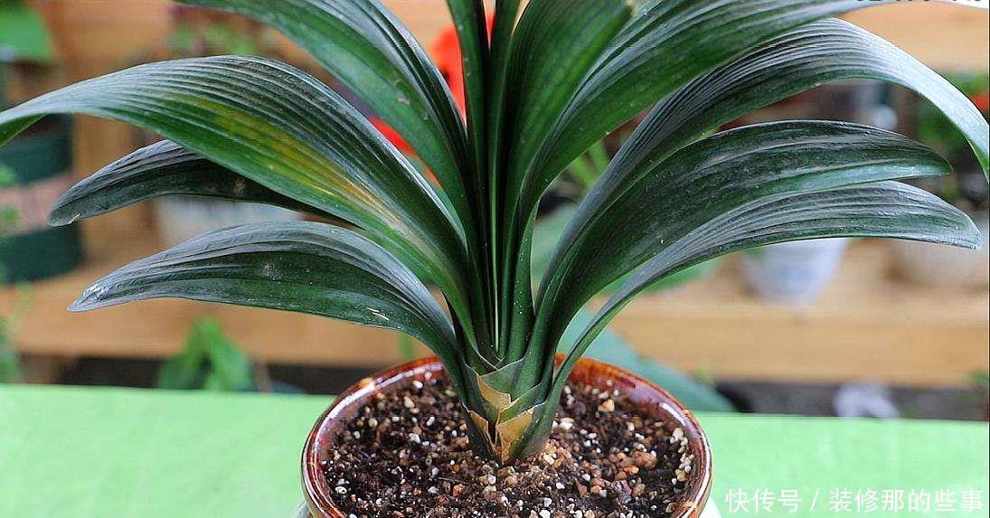 花卉|夏天养花，别犯3个错，避免黄叶烂根，过不去夏