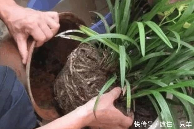 植物换盆后不易养活？老花农教你一招，换盆后蹭蹭疯长