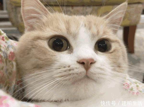 眼睛|5岁男孩整天“挤眉弄眼”,父母慌了医生家长这个举动害了他