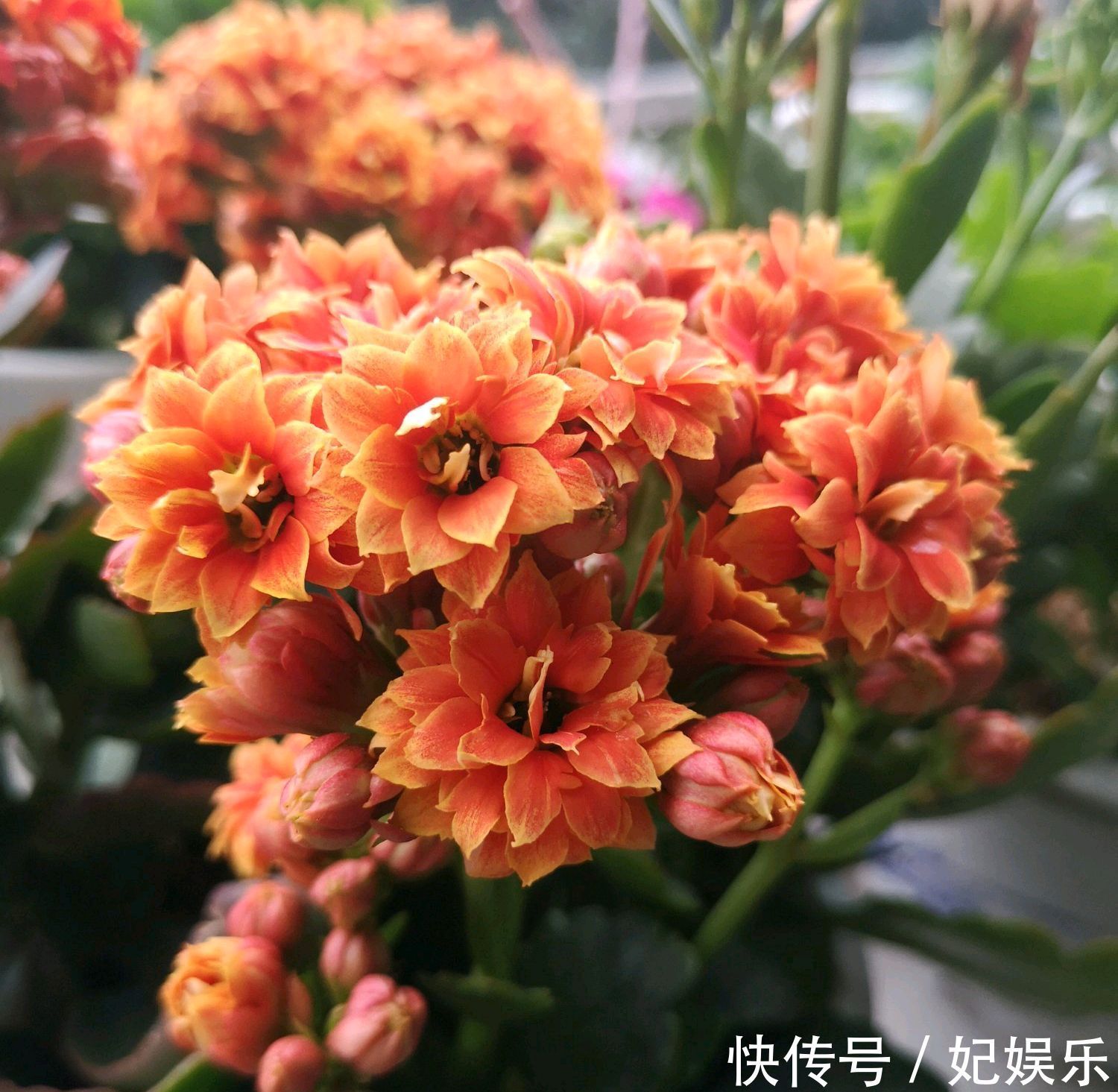 长寿花在夏季黄叶掉叶怎么回事做到3点，秋季开花爆盆成棒棒糖