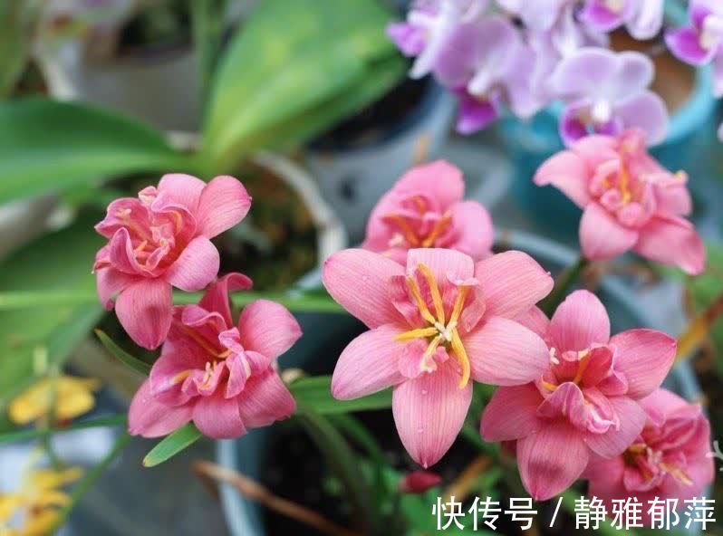 松叶牡丹|集美貌与好养于一身的“3种花”,不怕高温暴晒,三天两头开花