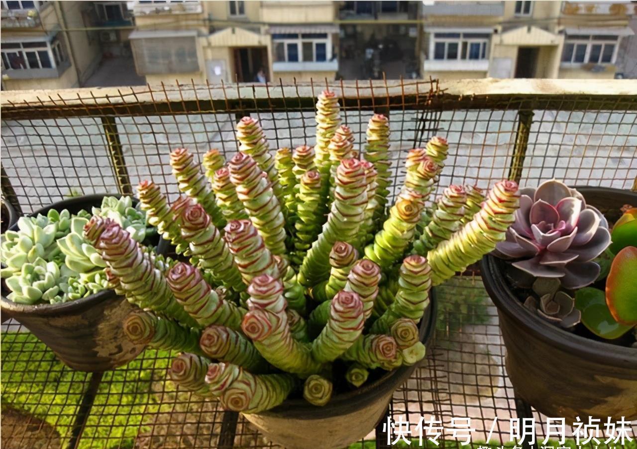 3种“不起眼”的多肉,原本无人问津,后期成网红抢手货,抢着要