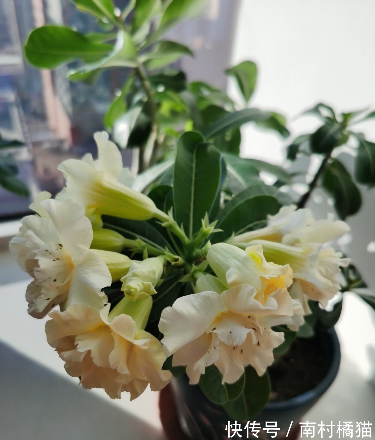 家里养盆“干净花”，一年四季不招虫，开花也多