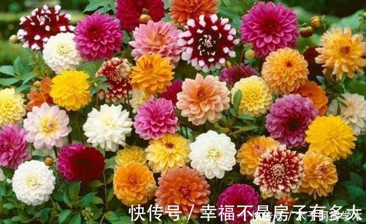 4种花是懒人的最爱,有阳光就爆盆,好养不操心