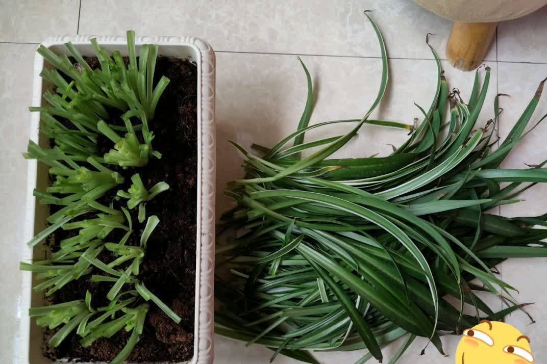 春天来临,这5种盆栽要修理一番了,剃成小光头,开花更顺利