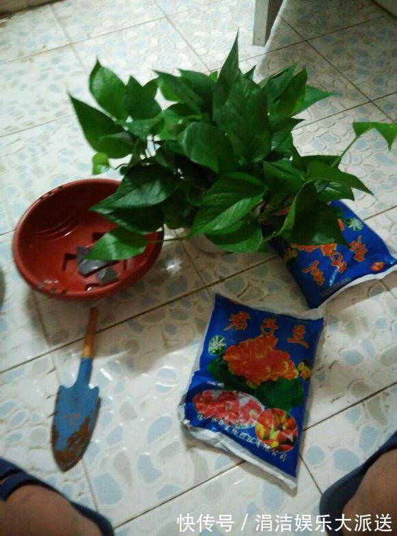 自制1种“混合土”,君子兰、绿萝最喜欢,1分钱不花,根旺叶绿