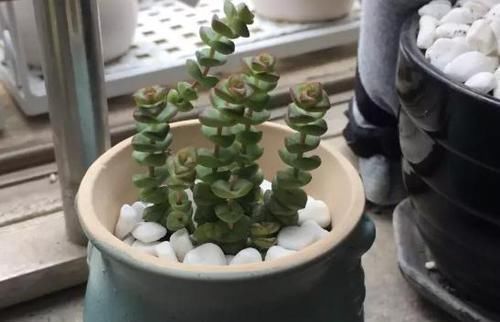 花友|养多肉植物钱串景天,注重4个地方,叶肥芽多,轻松爆盆!