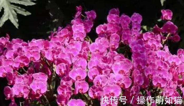 透水|花市买花太贵,教你一招,买1盆花能变10盆