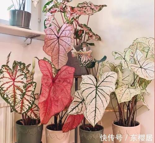 7种健康花,建议至少养一盆,格调高净化能力强,很实用