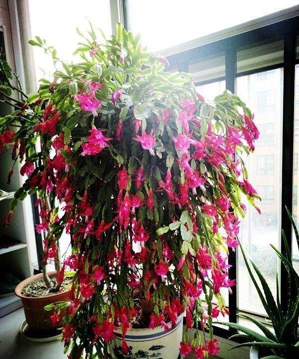 家庭养蟹爪兰，一个“小窍门”，不怕热，不怕冷，一年到头都开花