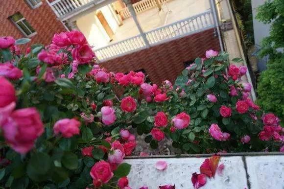 这几种花，种对了是花墙, 种错了只是篱笆