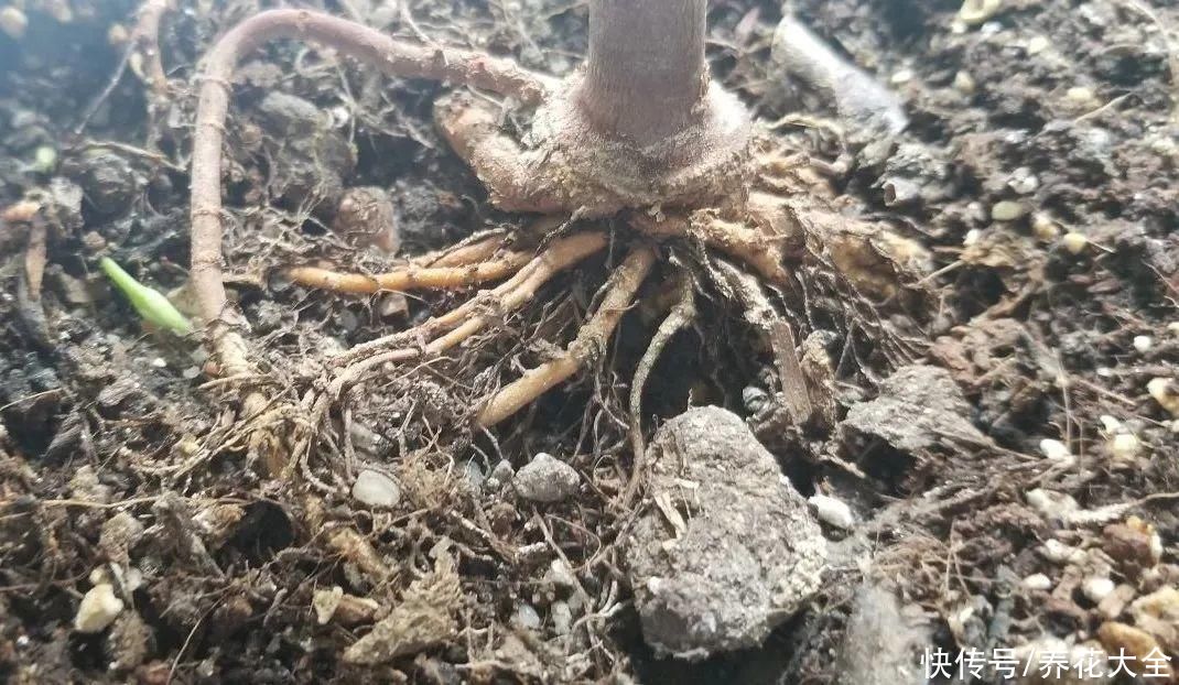 冬天好养的花，皮实不娇气，颜值高上档次，咋养都开花