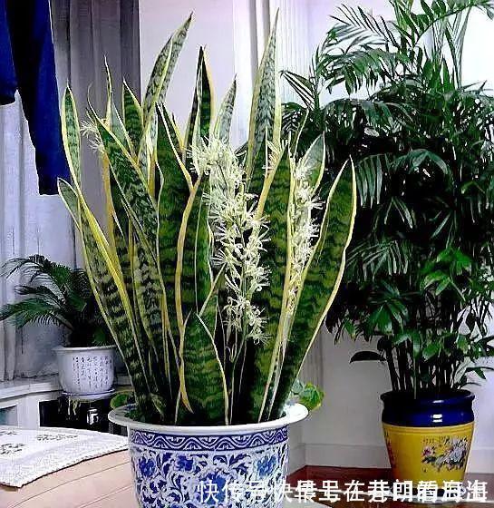 天冷|天冷了,15种漂亮花喜欢“大太阳”,多晒长得壮,花更多