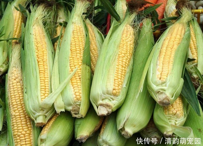 煮玉米,冷水下锅还是热水下锅这步做错,玉米又老又硬