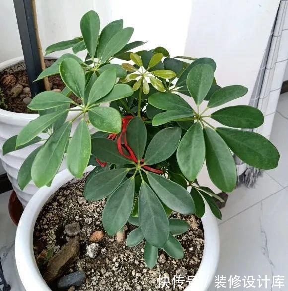 花友|7种花，现在要砍头，冲天炮变成爆炸头