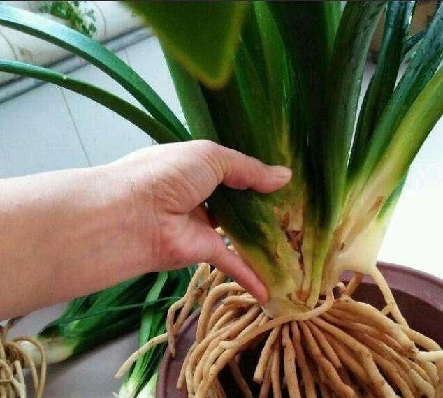 换盆|君子兰怎么换盆做好这几点,你就明白了,服盆效果好能开花