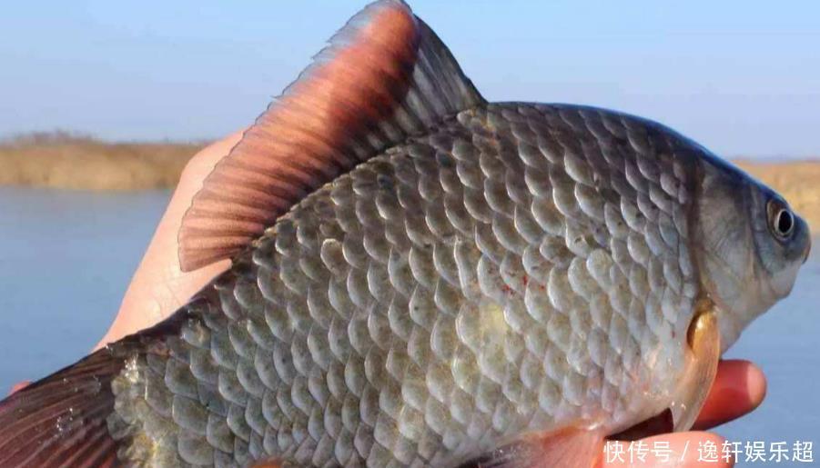  想要|想要野钓钓大鱼必备自制饵料，野钓高手教你菜籽饼的多种用法