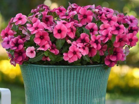 4种花对待新手很友好，家里养一盆，满屋飘香