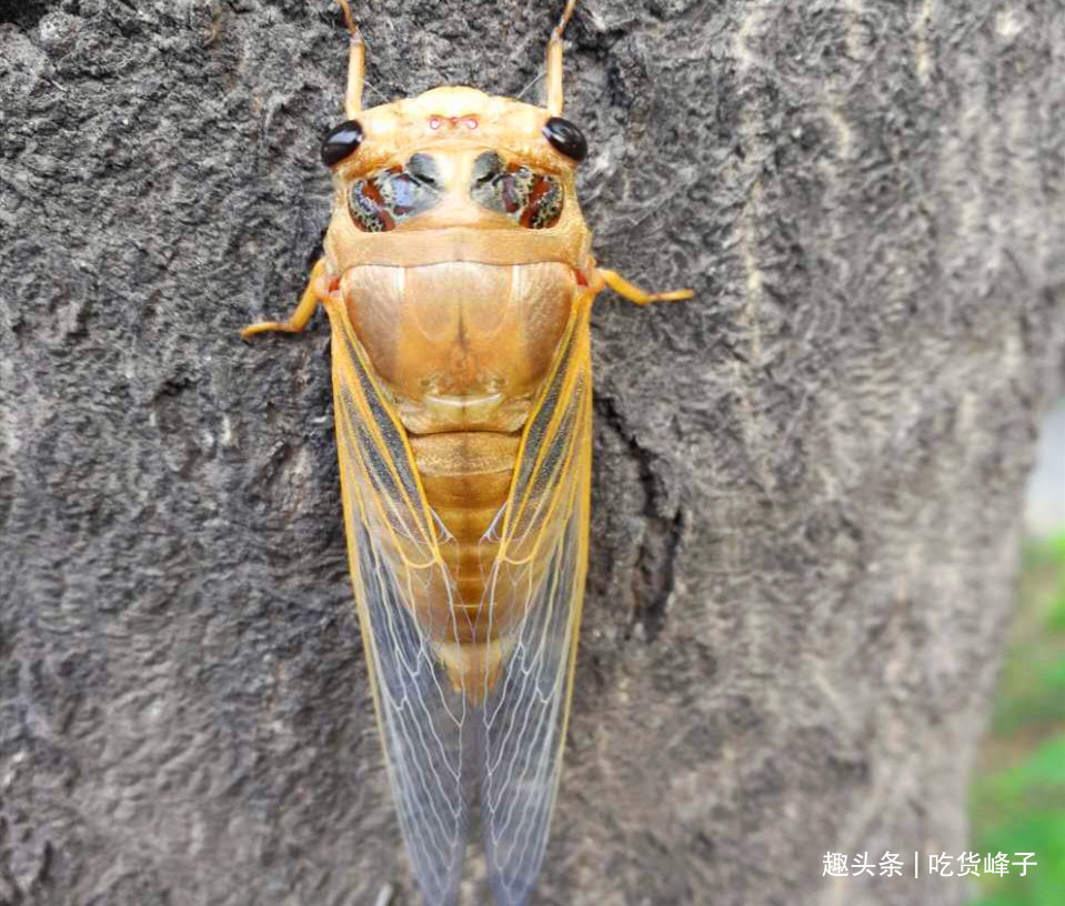 知了|地下蛰伏5年,知了能吃吗吃了对身体有何危害为了健康别再吃错