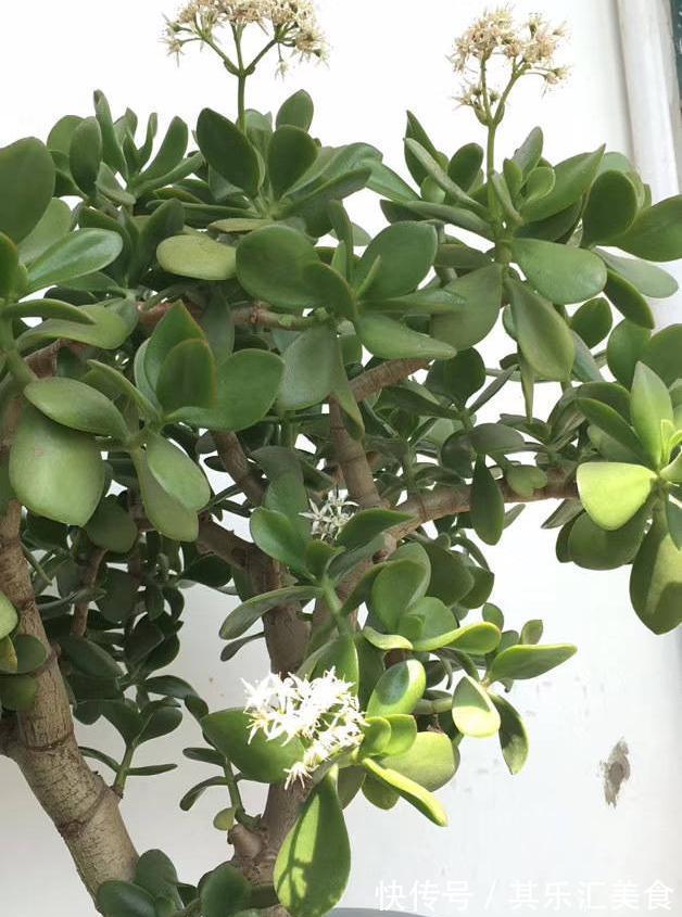 有3种花，花开满室很好打理，名字很吉祥喜庆能净化空气